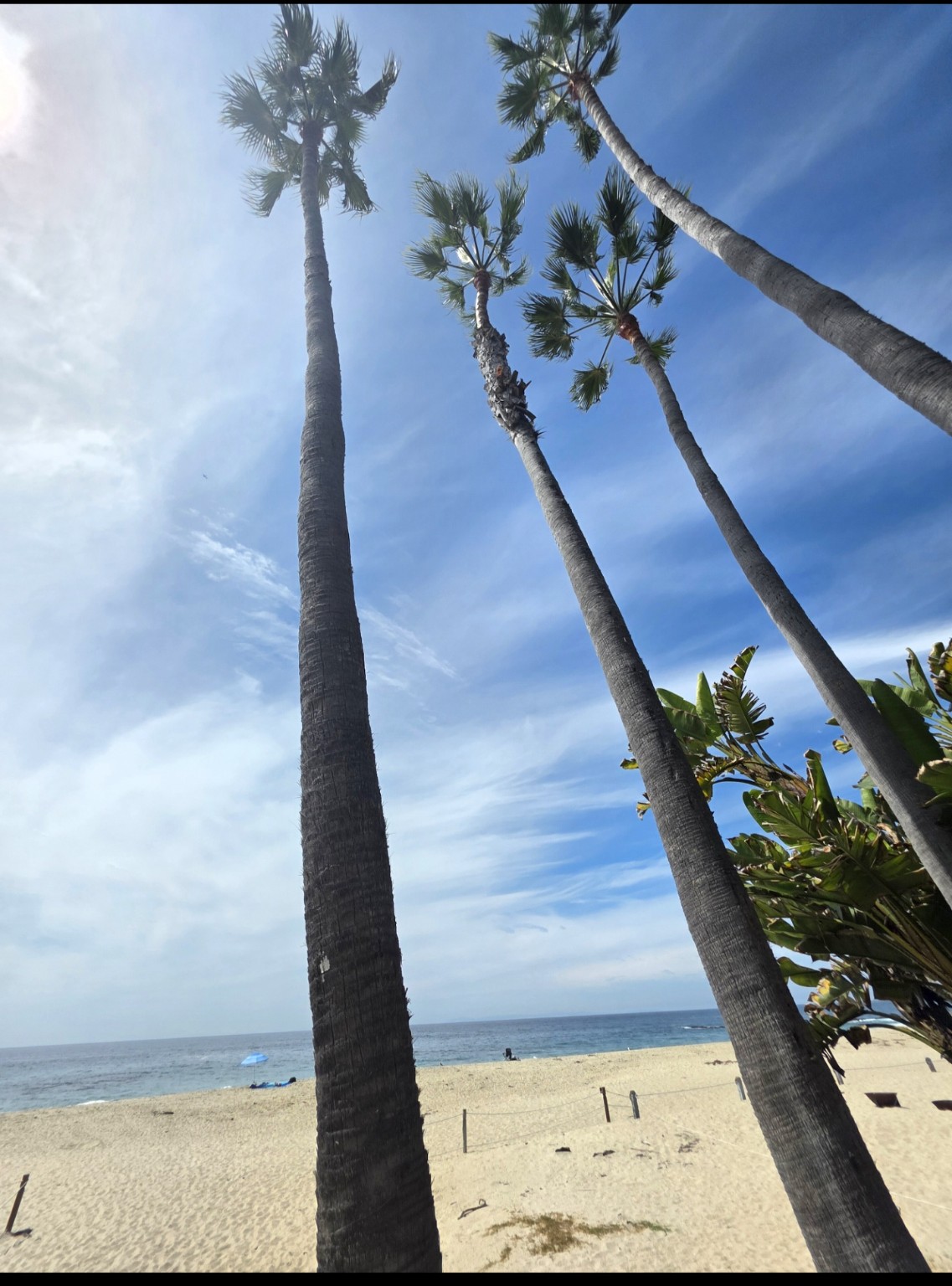 Palm trees rising above a sunny beach