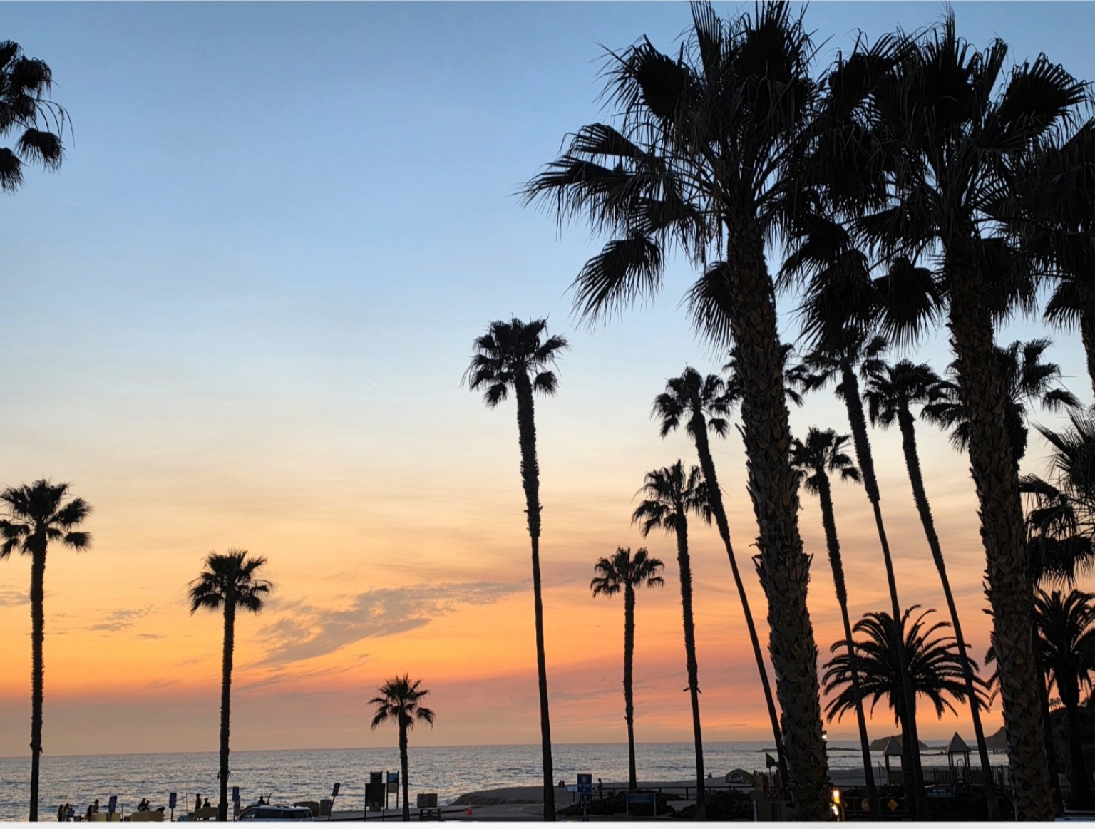Palm trees silhouetted against a coastal sunset